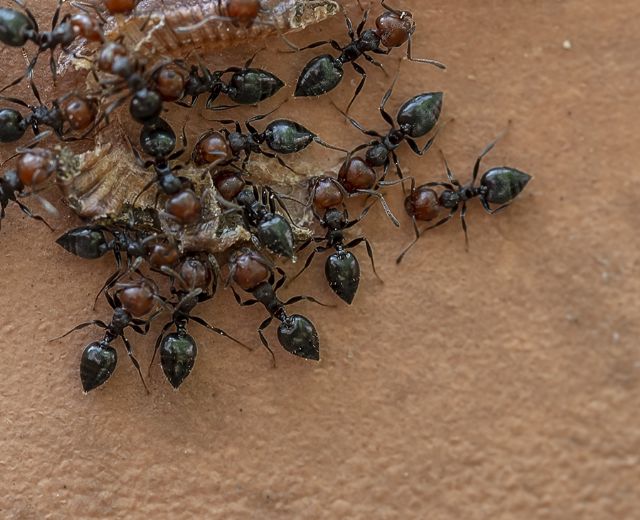 formiche da ID:  Crematogaster scutellaris